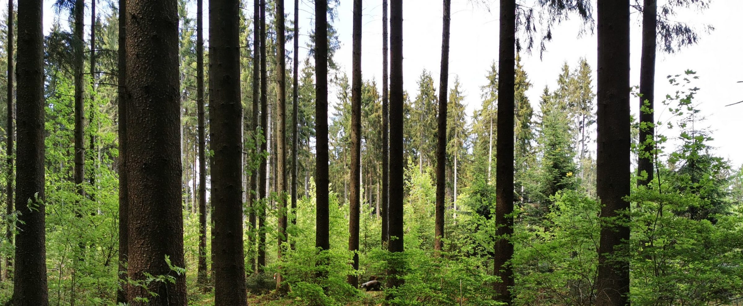 Wald bei Wolterdingen